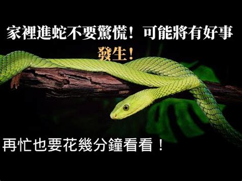 家裡出現蛇代表|【家裡有蛇 代表】家中驚現蛇跡！代表吉兆還是凶兆？